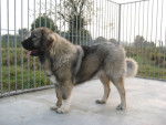 berger du caucase - Berger du Caucase