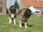 berger du caucase - Berger du Caucase