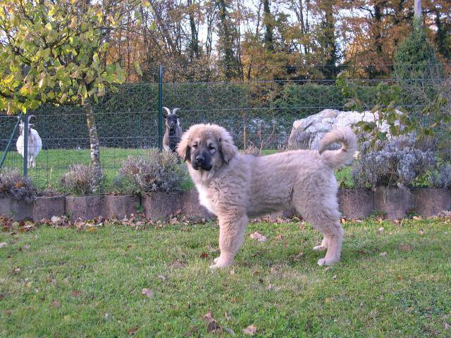 Berger du Caucase - Berger du Caucase