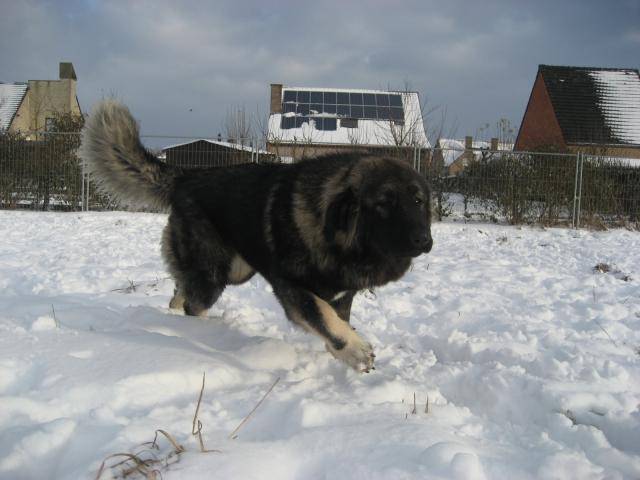 Berger du Caucase - Berger du Caucase