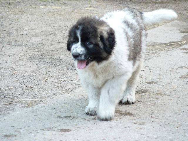 berger du caucase - Berger du Caucase