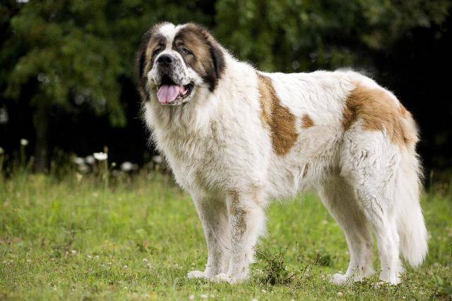 Le Berger du Caucase