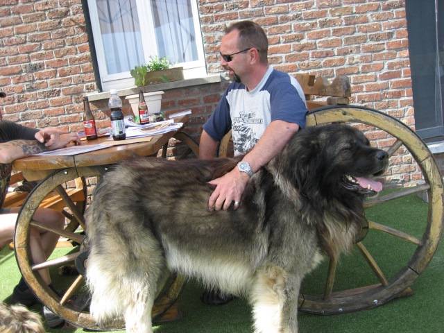 Berger du Caucase - Berger du Caucase