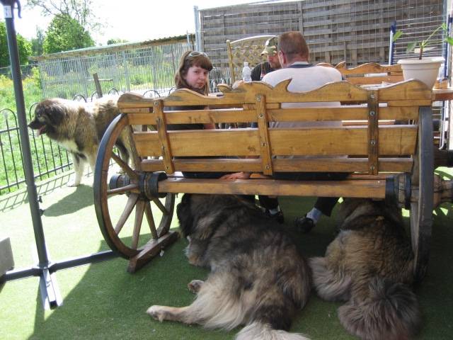 Berger du Caucase - Berger du Caucase