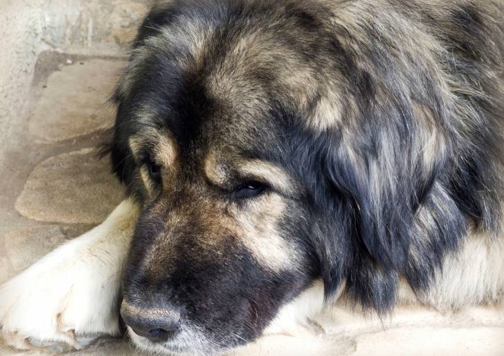 Photo Berger du Caucase