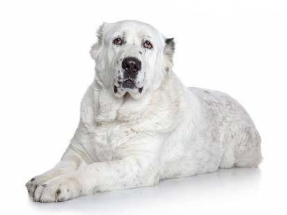 Un Berger du Caucase sur fond blanc