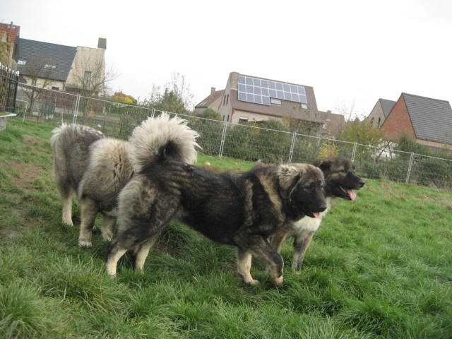 berger du caucase - Berger du Caucase