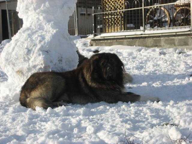 Berger du Caucase - Berger du Caucase