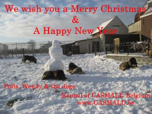 Berger du Caucase - Berger du Caucase