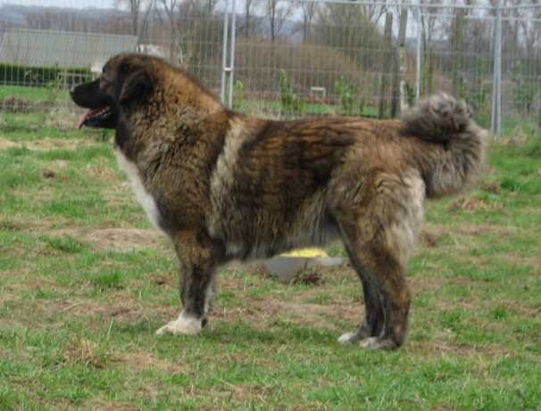 Berger du Caucase - Berger du Caucase