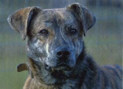 Le Chien Corse (U Cursinu)