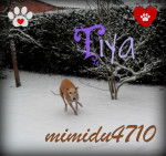 Tiya (Galgo Martyr) - Sloughi