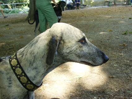 LEVRIER SLOUGHIA CH TAZA DE LA CITE DU GUERRIER - Sloughi