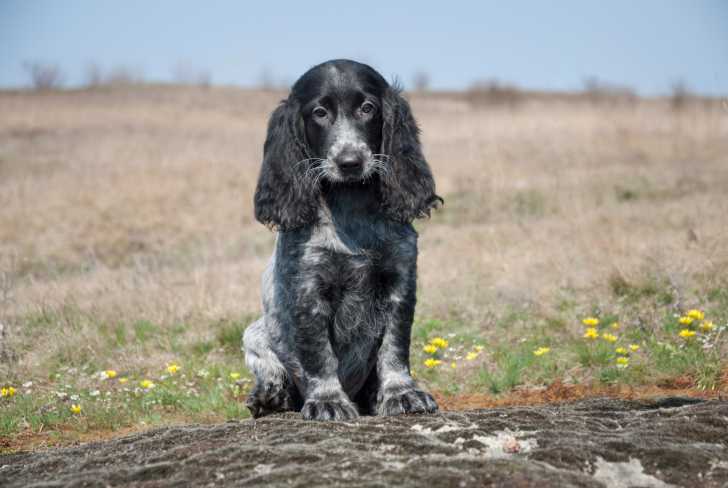 Un chiot Epagneul Russe dans un champ