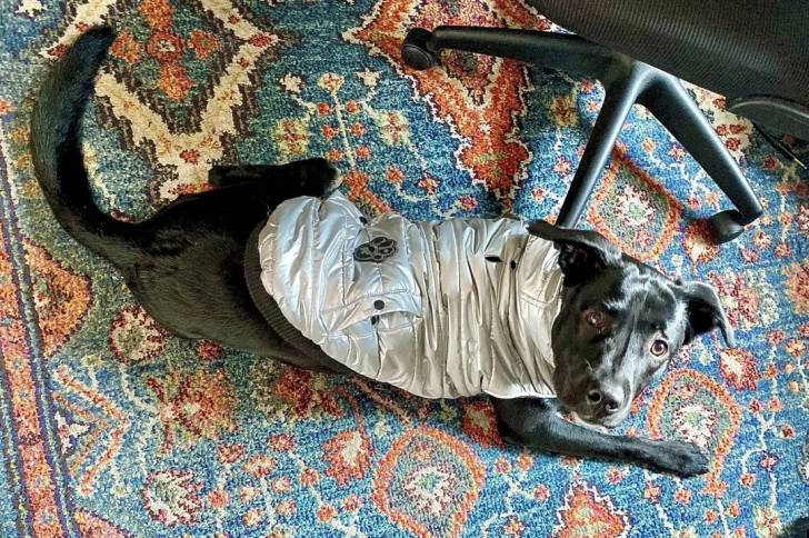 Un Borador allongé sur un tapis et portant un habit pour chien 