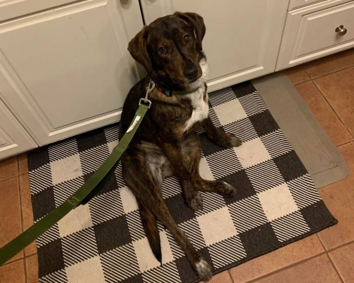 Un Borador assis sur un tapis et qui est tenu en laisse 