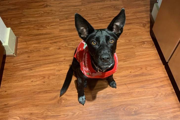Un Borador assis sur un plancher et portant un habit pour chien 