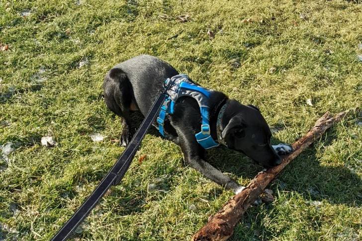 Un Borador allongé sur un terrain herbeux et et qui est tenu en laisse 