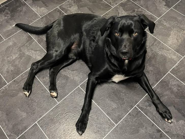 Un Borador allongé sur un sol carrelé 