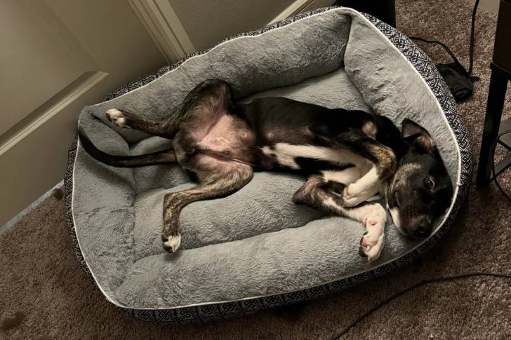 Un Borador allongé dans un panier 