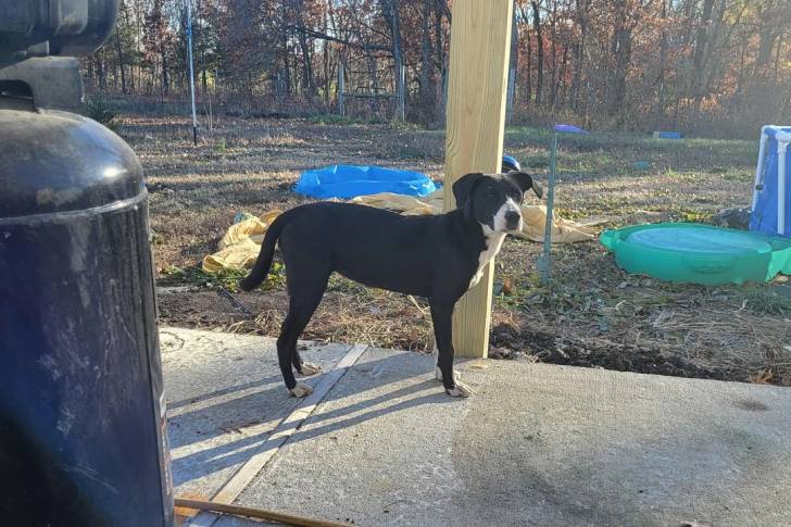 Un Borador sur une surface bétonnée 