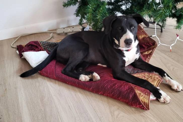 Un Borador allongé sur un tapis et portant un collier autour du cou