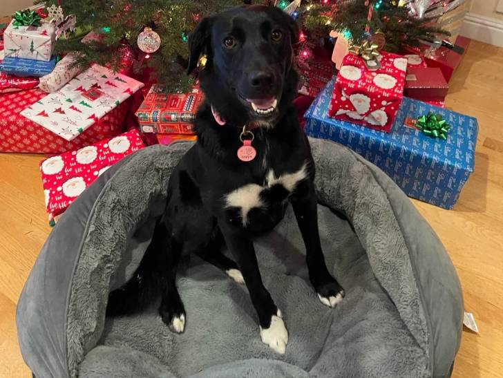 Un Borador assis dans un panier et portant un collier autour du cou
