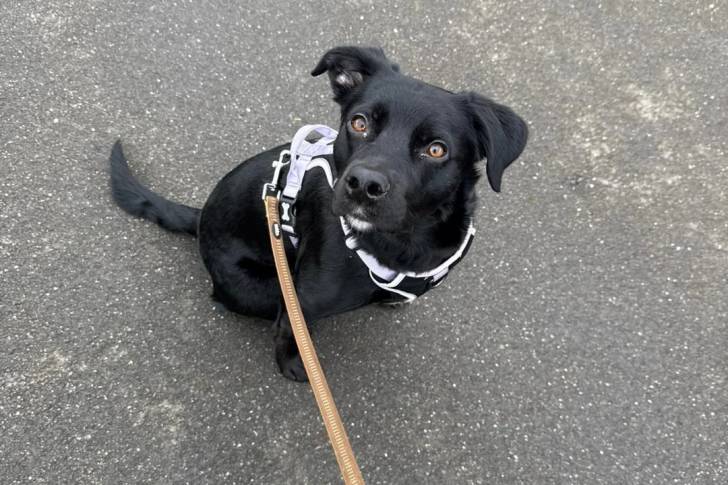 Un Borador assis sur une surface bétonnée et qui est tenu en laisse 