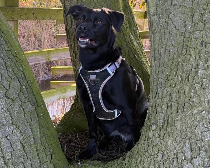 Un Borador assis entre les troncs d'un grand arbre et portant un harnais