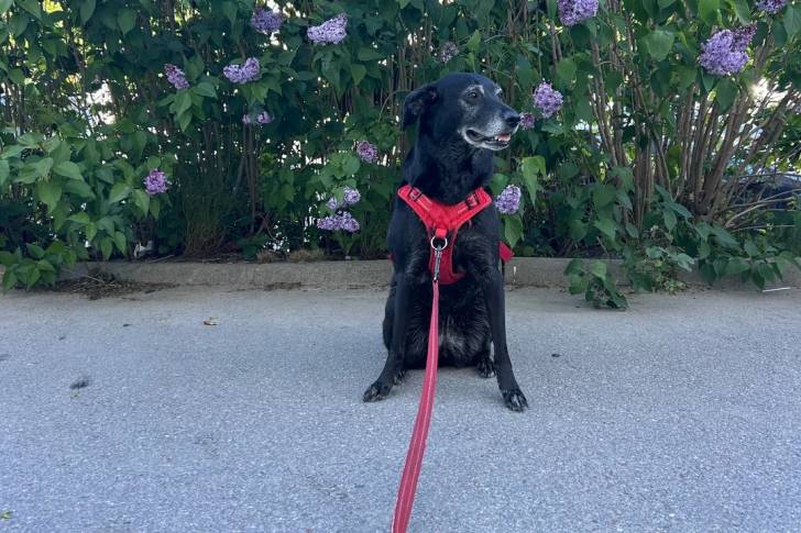 Un Borador assis sur une surface bétonnée et qui est tenu en laisse