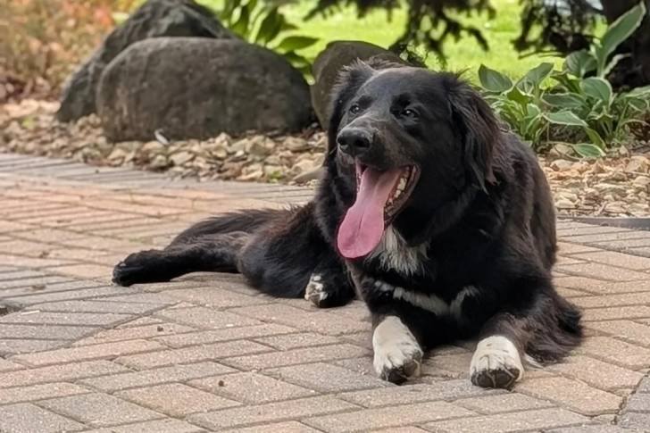 Un Borador allongé sur un sol pavé et ayant la langue pendante 