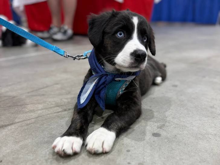 Un chiot Borador allongé sur une surface bétonnée et qui est tenu en laisse 