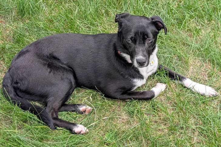 Un Borador allongé sur une surface herbacée et portant un collier autour du cou
