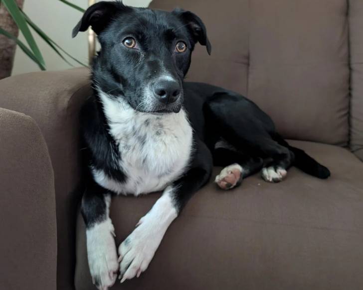 Un Borador allongé sur un canapé 