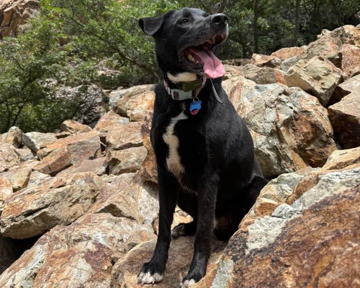Un Borador assis sur une pierre et portant un collier autour du cou