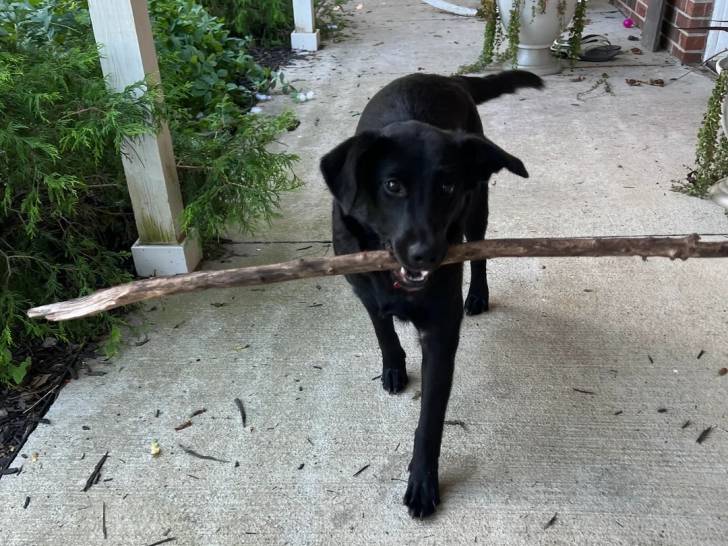 Un Borador sur une surface bétonnée et ayant un bout de bois dans sa gueule