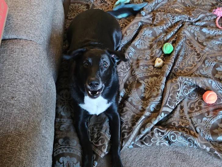 Un Borador allongé sur un canapé et semblant détendu