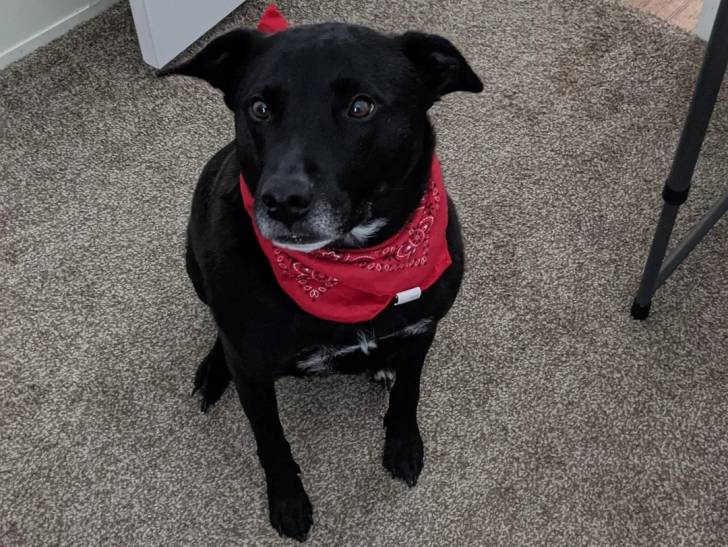 Un Borador assis sur une moquette et portant un foulard 