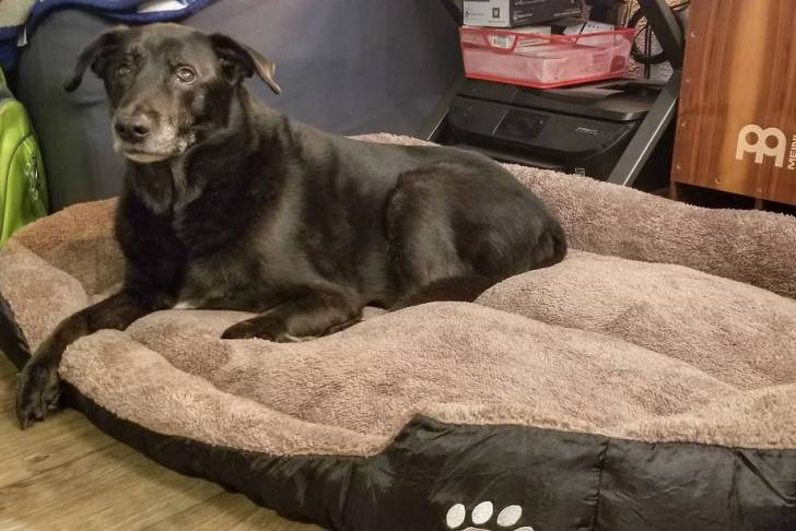 Un Borador allongé dans un panier 