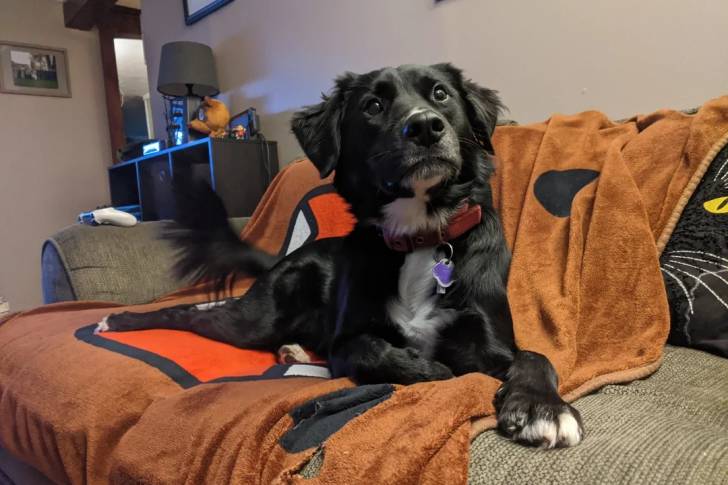 Un Borador allongé sur un canapé et portant un collier autour du cou