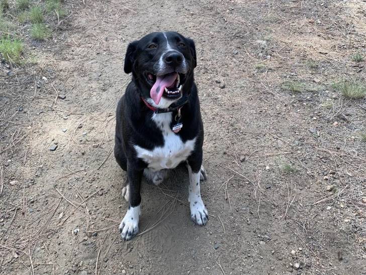 Un Borador assis sur une surface sableuse et portant un collier autour du cou