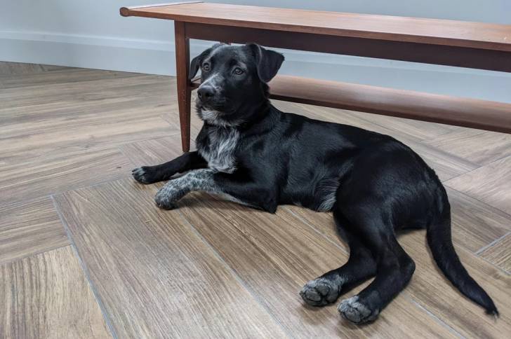 Un Borador allongé sur un plancher 