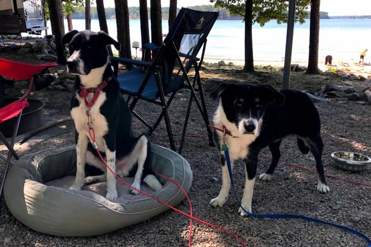 Deux Borador au bord d’un lac