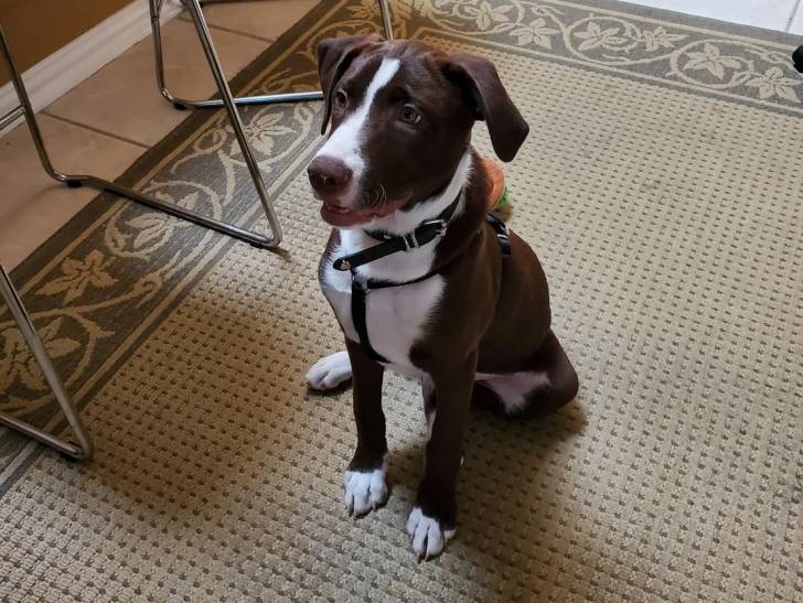 Un Borador assis sur un tapis et portant un harnais 