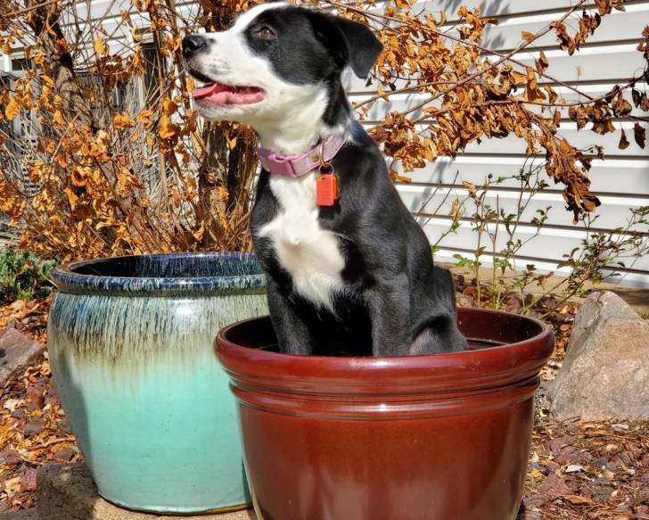 Un Borador assis dans un pot de fleur et portant un collier autour du cou
