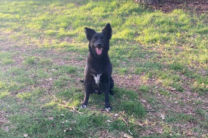Un Borador assis sur un terrain herbeux et ayant la langue pendante 