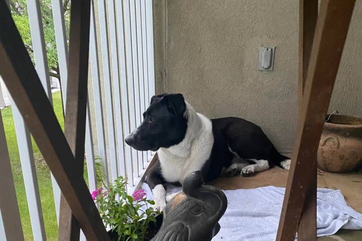 Un Borador allongé sur une terrasse 