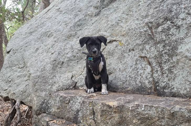 Un Borador sur un rocher et portant un harnais 