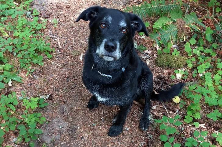 Un Borador assis sur un terrain herbeux et portant un collier autour du cou