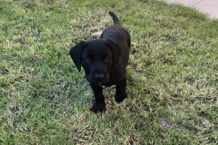Un chiot Borador sur un terrain herbeux et regardant vers la caméra